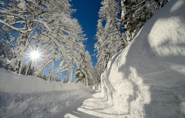 Картинка солнце, снег, деревья, мороз, сугробы