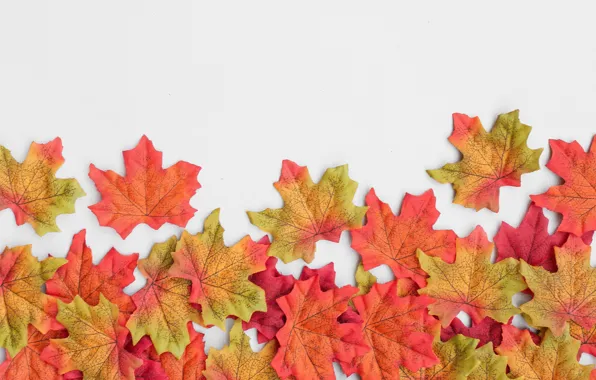 Осень, листья, фон, colorful, клен, background, autumn, leaves
