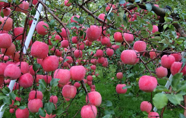 Картинка осень, вода, капли, роса, яблоки, сад, урожай