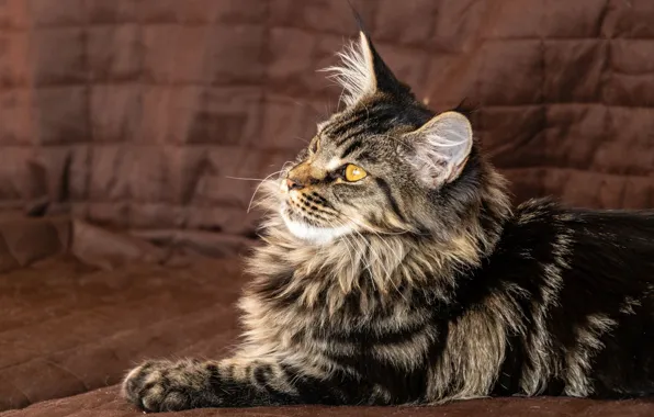 Кошка, кот, взгляд, поза, портрет, лежит, мордашка, мейн-кун