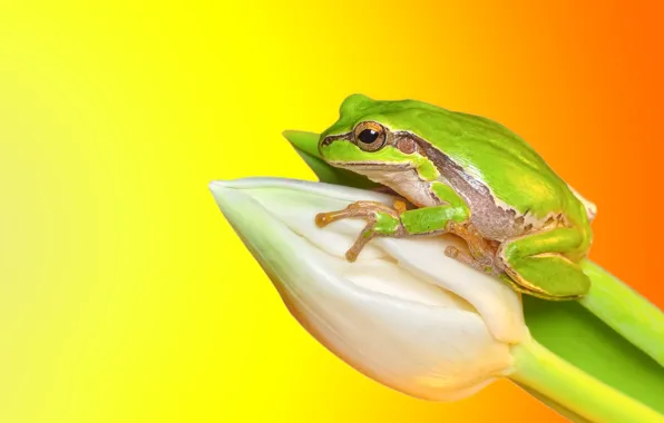 Цветок, макро, тюльпан, лягушка, желтый фон
