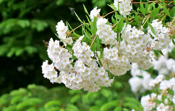 Пчела, весна, невеста, цветение, белый цветок, спирея