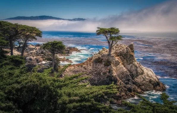 Картинка деревья, скала, побережье, Калифорния, залив, California, кипарисы, Pebble Beach