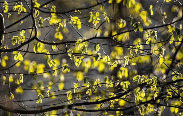 Зелень, листья, свет, ветки, природа, дерево, весна, зеленые