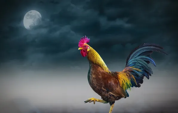 Картинка animal, farm, rooster