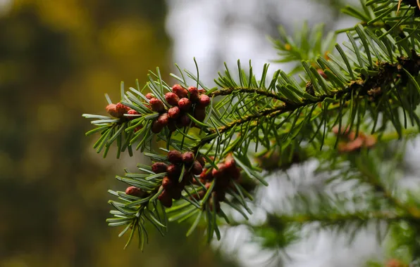 Green, pine, spruce, twig