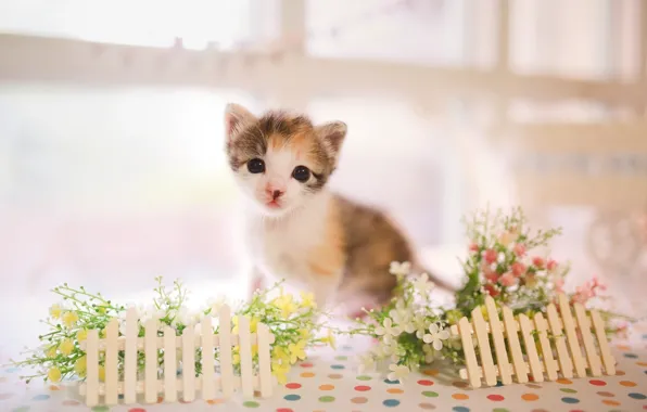 Взгляд, малыш, котёнок, цветочки, заборчик