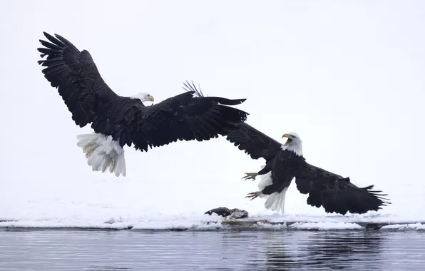 Картинка зима, вода, снег, птицы, крылья, клюв, белоголовый орлан