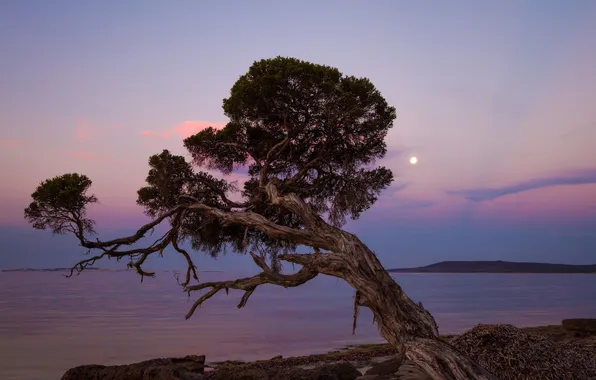 Moon, Coast, Backlight, Twisted Tree