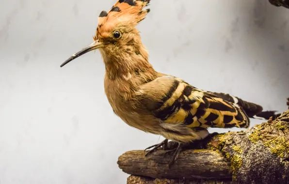 Картинка Animal, Hoopoe, Upupa Epops, brown and black bird on tree trunk