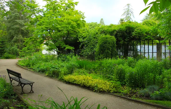 Trees, park, bench, alley