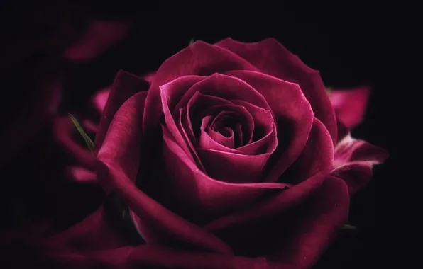 Картинка rose, flower, close-up, pink, macro, purple, petals