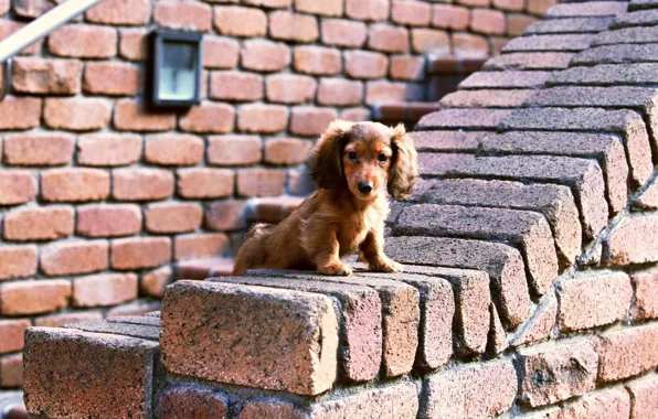 Картинка Собака, Взгляд, Стена, Кирпичи