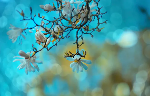 Цветы, ветка, весна, бутоны, flowers, боке, bokeh, spring