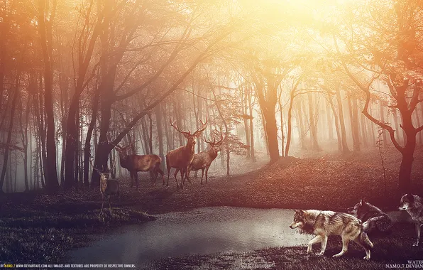 Картинка лес, животные, взгляд, опасность, берег, хищник, волки, олени
