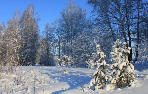 Картинка зима, снег, деревья, ель, тени, ёлки
