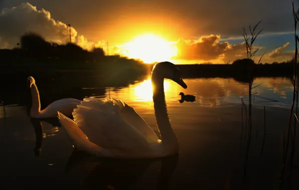 Картинка солнце, закат, природа, озеро, лебеди