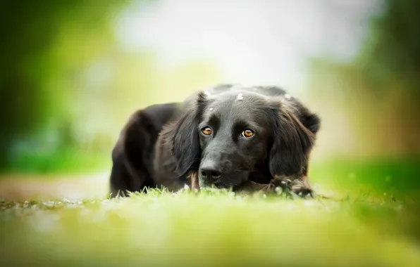 Собака, чёрная, травка, боке, The most beautiful eyes