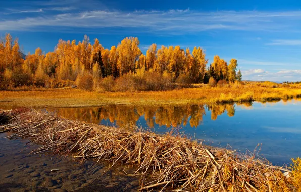Осень, деревья, озеро, Вайоминг, США, Гранд-Титон