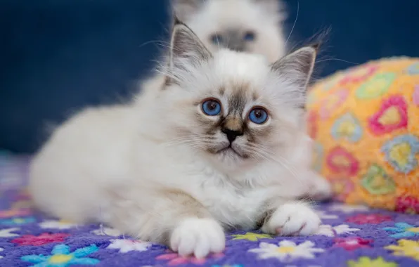 Кошка, взгляд, поза, котенок, портрет, лапки, лежит, коврик