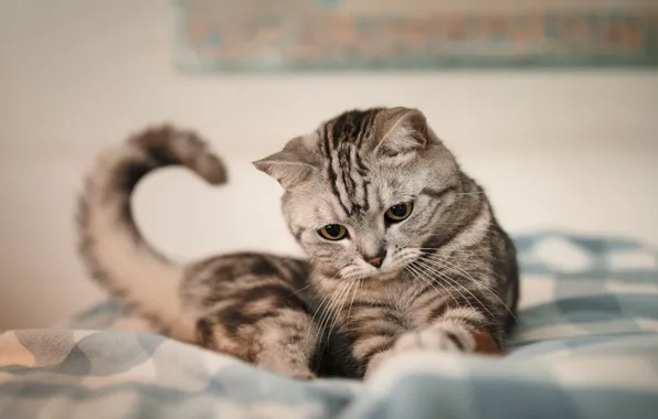 Кошка, кот, взгляд, поза, котенок, постель, лежит, мордашка