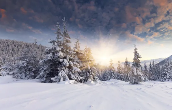 Картинка зима, лес, солнце, снег, рассвет, ёлки