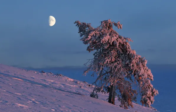 Картинка зима, дерево, луна