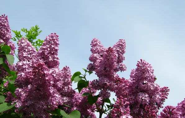 Картинка Весна, Сирень, Spring, Lilac