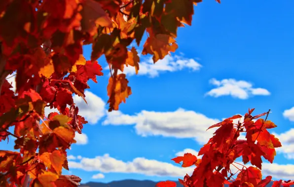 Картинка осень, небо, листья, облака