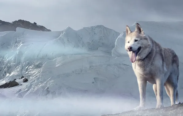 Картинка взгляд, морда, снег, Собака, ледник, Хаски