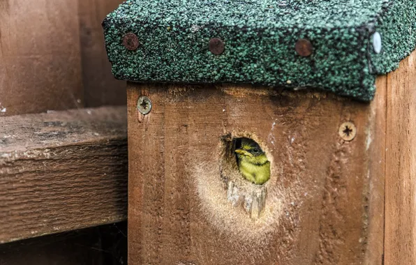 Фон, птица, домик