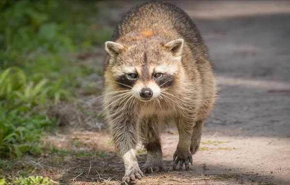 Енот, грызун, raccoon, Rodents, step by step, не спеша