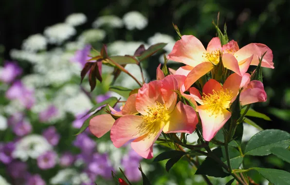 Картинка цветы, оранжевый, фон, розы, сад, шиповник, розовые, кусты