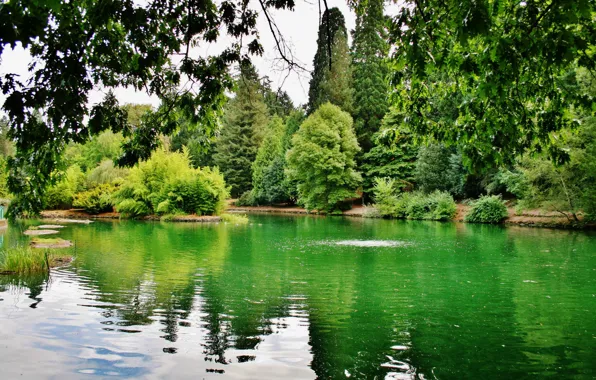 Картинка зелень, деревья, ветки, озеро, США, Oregon, Portland, Laurelhurst Park