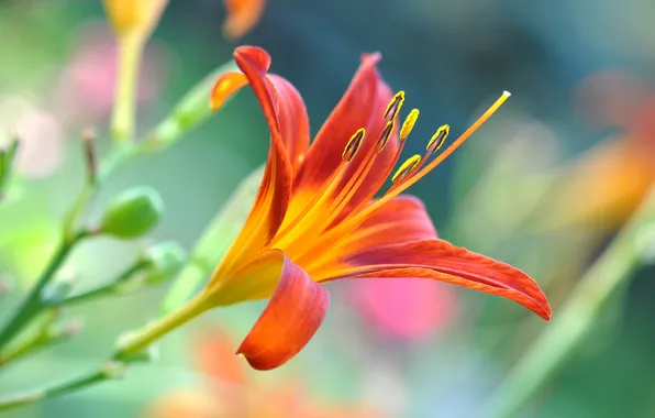 Картинка цветок, лилия, оранжевая