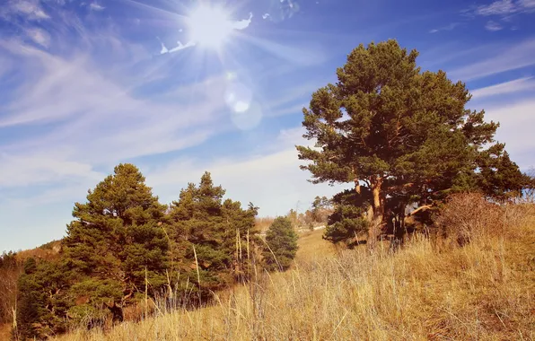 Лето, деревья, пейзаж