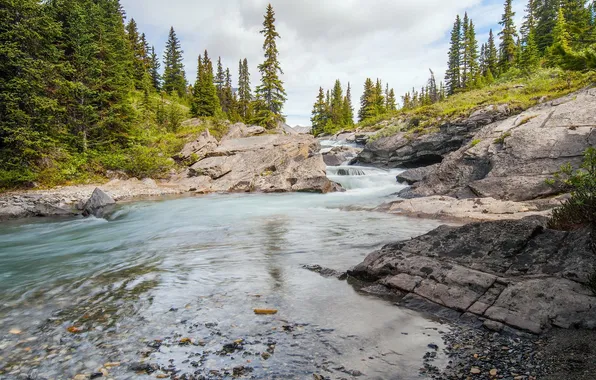 Картинка лес, ручей, Канада, Альберта, Banff National Park, речка, Alberta, Canada
