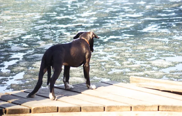 Собаки, puppy, dog
