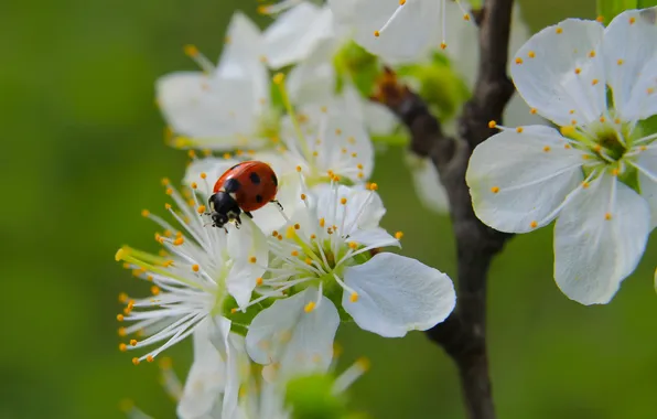 Flower, spring, insect, ladybird