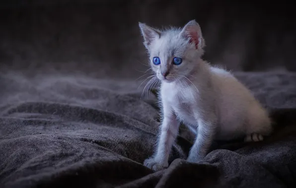 Картинка малыш, котёнок, голубые глаза