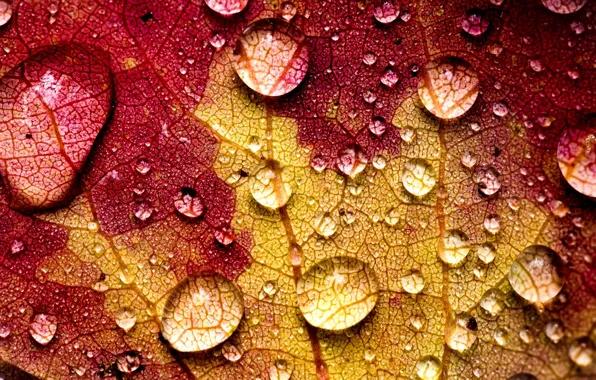 Картинка осень, вода, капли, макро, желтый, природа, лист, прожилки