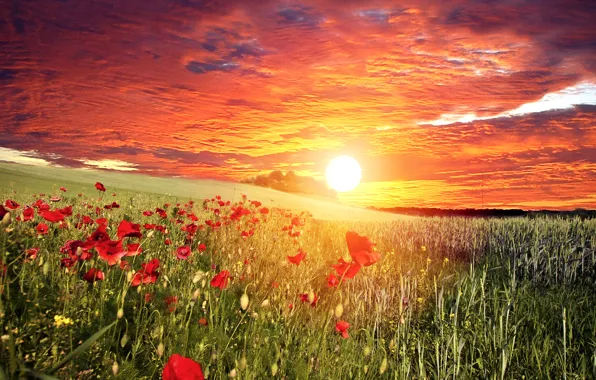 Картинка поле, небо, трава, солнце, облака, закат, цветы, маки