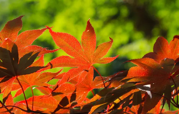 Red, leafs, twig
