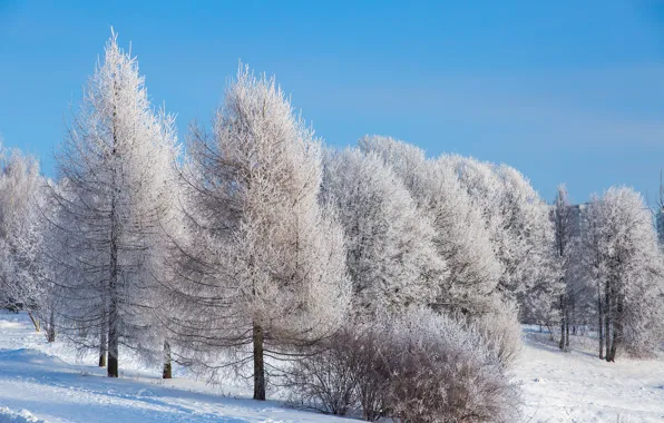 Картинка зима, снег, деревья, пейзаж, зимний, елки, forest, landscape
