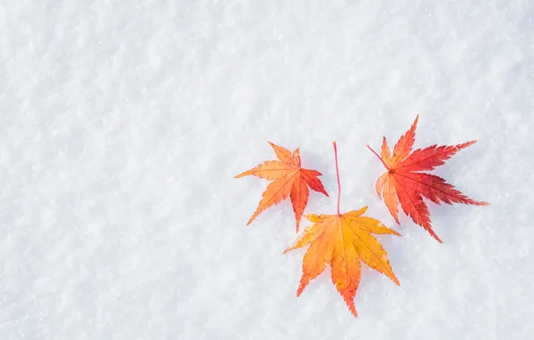 Зима, осень, листья, снег, клен, winter, background, autumn