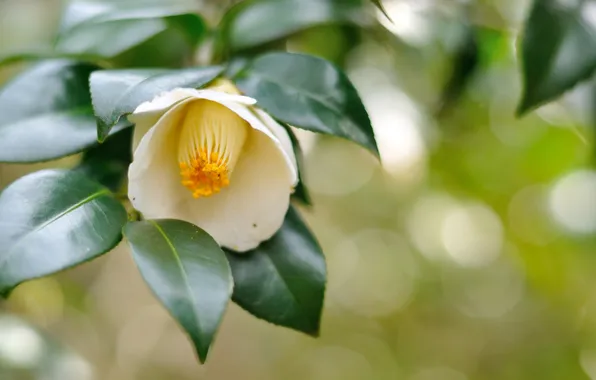 Картинка цветок, листья, ветка, flower, leaves, branch, white Camellia, белая камелия