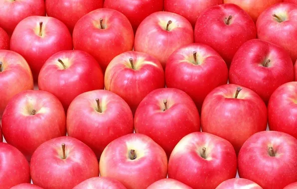 Много, яблок, спелых