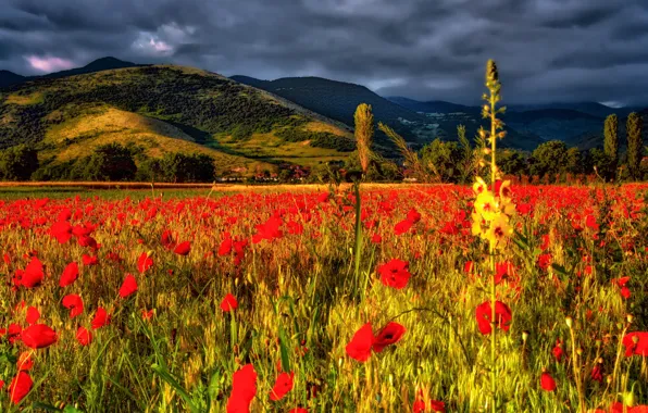 Поле, цветы, горы, маки, Болгария