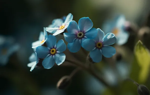 Цветы, весна, голубые, полевые цветы, незабудки, ИИ-арт, нейросеть
