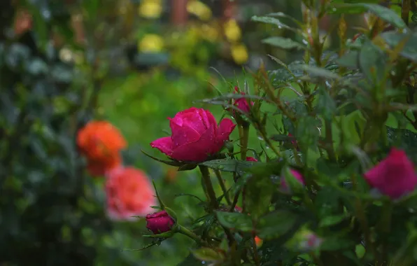 Картинка Дождь, Бутоны, Розы, Nature, Rose, Rain